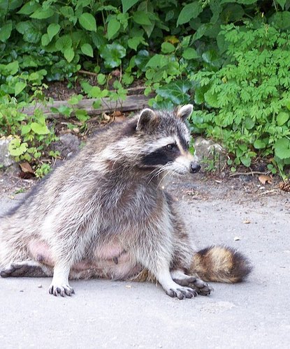 A chubby raccoon sitting on pavement with his belly out