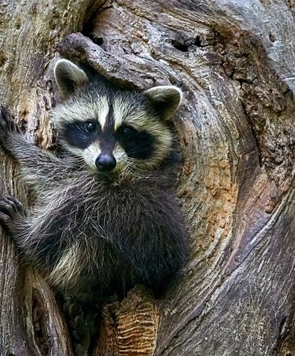 A baby raccoon peeking out of a hollow in a tree trunk