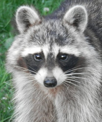 Close-up portrait of a dignified raccoon with a fluffy face