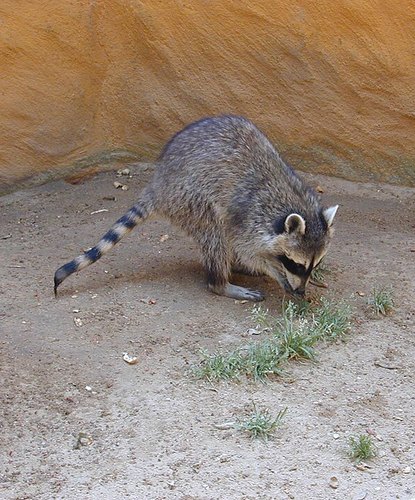 A skinny, long-legged raccoon sniffing the sandy ground