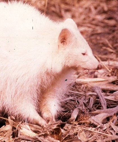 A round, pure white albino raccoon in wood chips