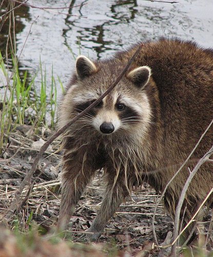 A big, round, fluffy raccoon standing among reeds