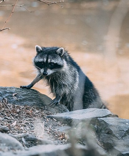 A raccoon reaching across rocks at the edge of a pond