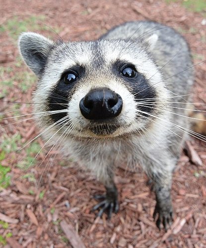 A curious raccoon leaning toward the camera with a big nose