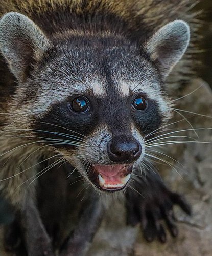 A raccoon with its mouth wide open, mid-scream