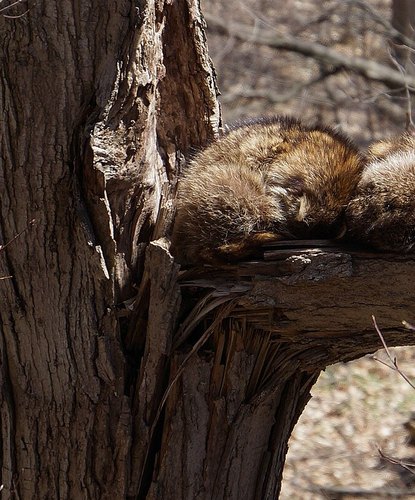 A raccoon lying flat across a tree branch, asleep