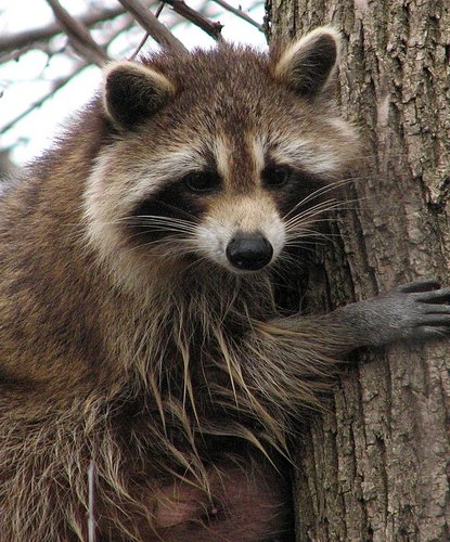 A shaggy raccoon hugging a tree trunk