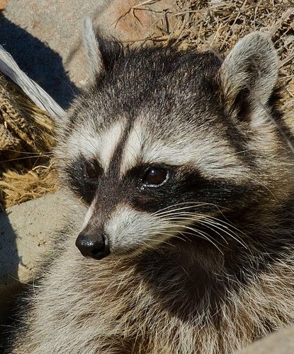A calm raccoon with soft fur, looking off to the side