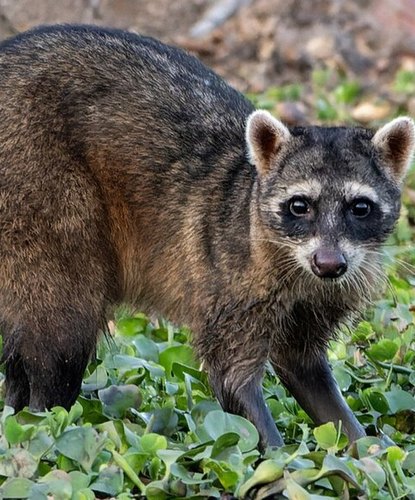 A crab-eating raccoon standing in green ground cover