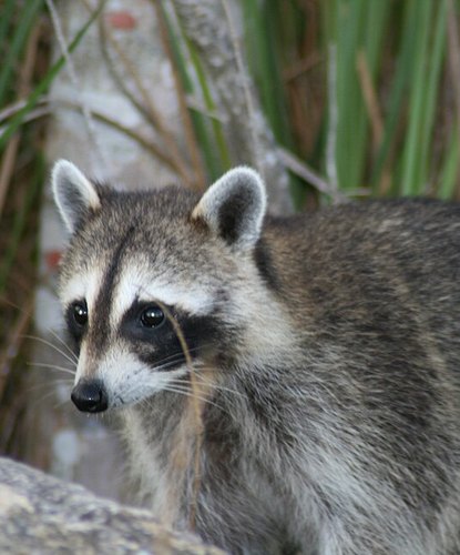 A classic masked raccoon in front of tall grass