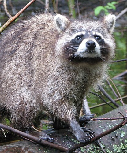 A damp, scruffy raccoon on a log by the water