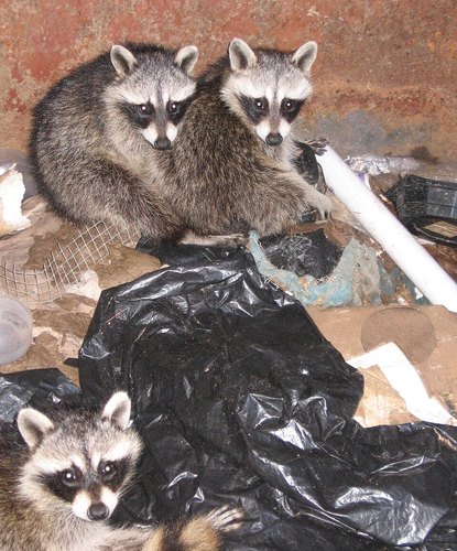 Three baby raccoons sitting in a pile of trash bags