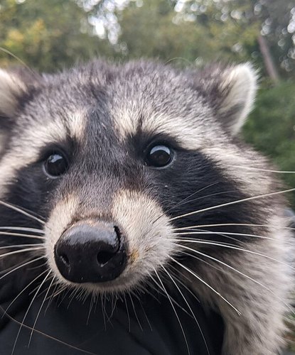 Close-up of a raccoon with very fluffy cheeks