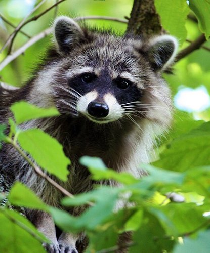 A raccoon posing among bright green leaves