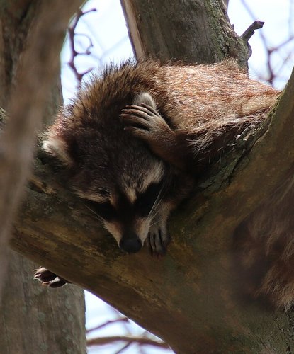 A raccoon asleep in the fork of a tree, covering its face with a paw