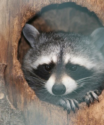 A raccoon peeking out of a round hole in a tree