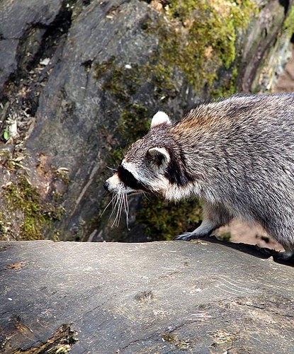A very large raccoon walking across a rock