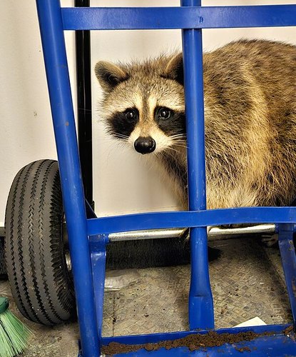 A nervous raccoon hiding behind a blue hand truck