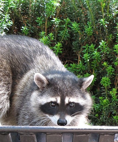 A raccoon climbing over the edge of a bin