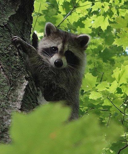 A raccoon perched in a leafy tree, looking down