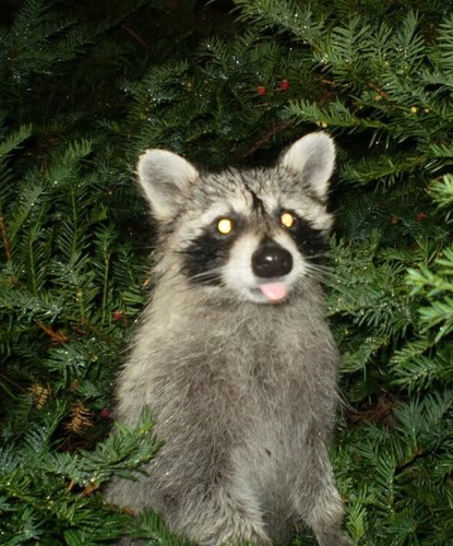 A raccoon sitting up with its tongue sticking out
