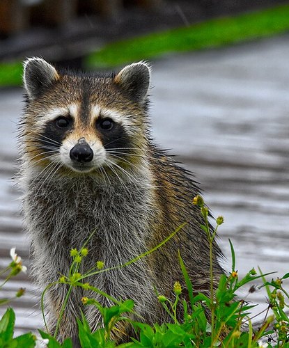 A friendly raccoon sitting up and facing the camera